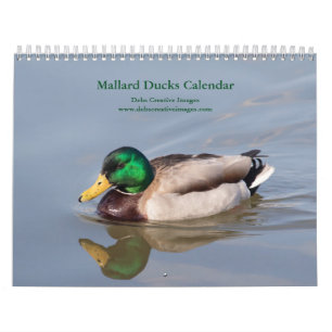 Calendrier 2027 Canards colverts Photographie de faune