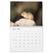 Calendrier 2027 des Tamias des Adirondacks, Photo  (Mar 2027)