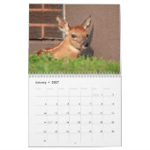 Calendrier 2027 Faons à queue blanche | Jeunes Animaux Sauvag (Jan 2027)