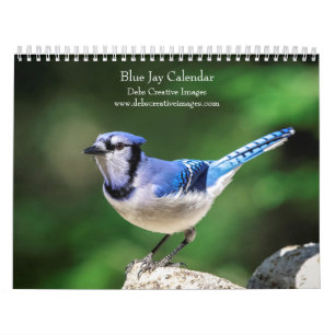 Calendrier 2027 Geais bleus Photographie d'oiseaux de jardi