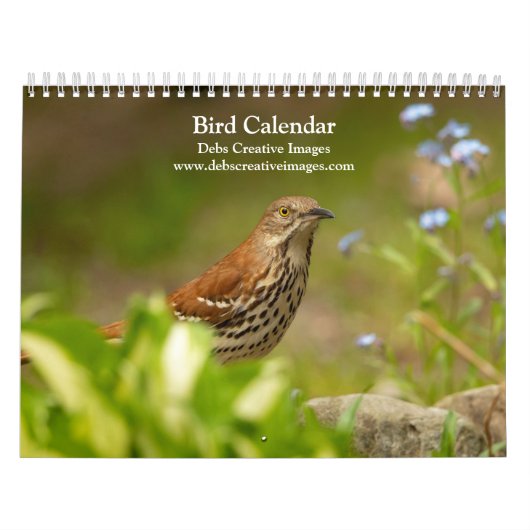 Calendrier 2027 Oiseaux de Toutes Plumes | Oiseaux d'Amérique (Protection)