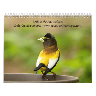 Calendrier 2027 Oiseaux des Adirondacks Oiseaux chanteurs