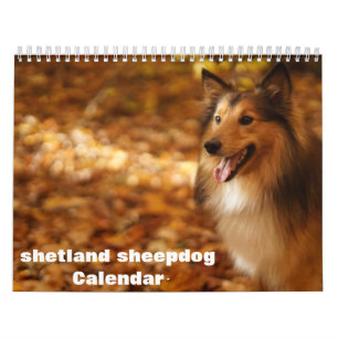Calendrier 2027 Shetland Sheepdog