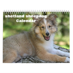 Calendrier 2027 Shetland Sheepdog