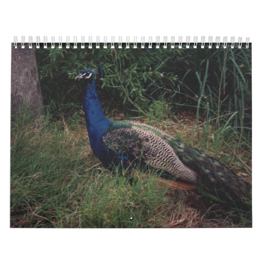 Calendrier 5 d'oiseau (Protection)