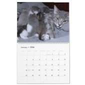 CALENDRIER A MOTHERS LOVE MAMACAT & HER KITTENS (Jan 2026)