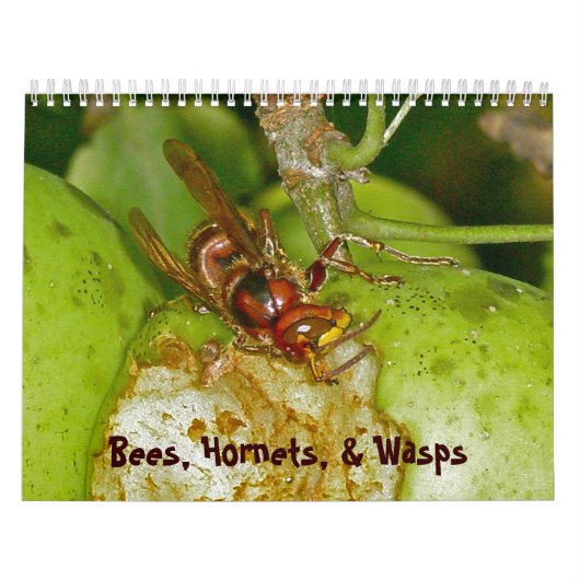 Calendrier - Abeilles, frelons et guêpes (Protection)