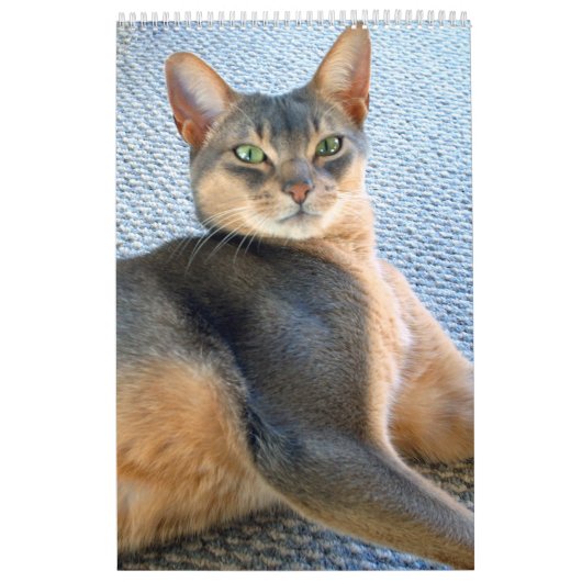 Calendrier abyssinien de chat (customisez (Protection)