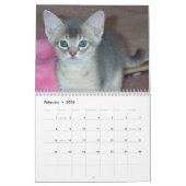Calendrier abyssinien de chats (Feb 2026)