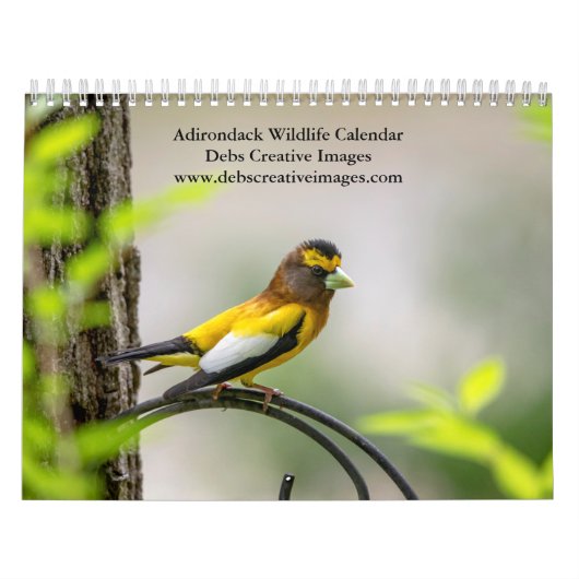 Calendrier Adirondack Wildlife 2026 (Protection)
