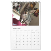 Calendrier adoptif du chaton 2019 (Jan 2027)