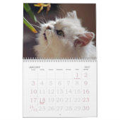 Calendrier adorable Kitten (Jan 2027)