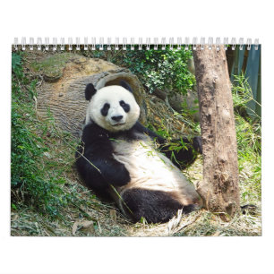Calendrier Adorable Panda Portes Belle Nature Photographie