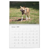 Calendrier africain de chiens sauvages, chiens (Jan 2027)