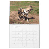 Calendrier africain de chiens sauvages, chiens (Feb 2027)