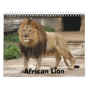 Calendrier africain de lions, lion africain