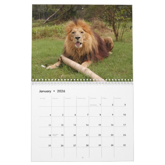 Calendrier africain de lions, lion africain (Jan 2026)