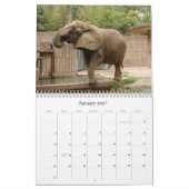 Calendrier African_Elephant_005, éléphant africain (Jan 2027)