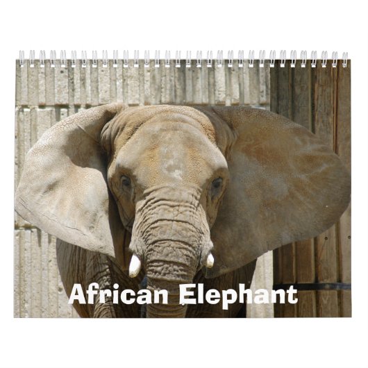 Calendrier African_Elephant_005, éléphant africain (Protection)