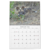 CALENDRIER AFRICAN WILD DOGS (Feb 2026)