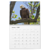 Calendrier Aigle Bald Posterisé 2026 (Jan 2027)