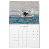 Calendrier Aigle de Bald (Jan 2026)