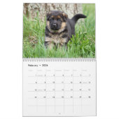 Calendrier allemand des Chiens de Berger et Chiots (Feb 2026)