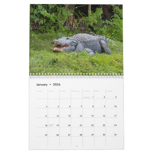 Calendrier Alligators dans la nature 2026 (Jan 2026)