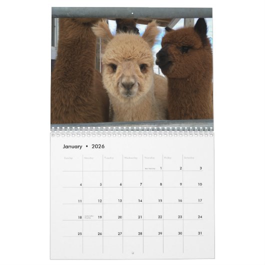 Calendrier Alpaca 2025 par Hello Bluebirds (Jan 2026)