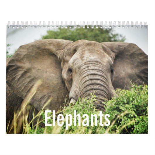 Calendrier Amateurs d'éléphants, photos couleur d'éléphants (Protection)