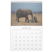 Calendrier Amboseli Trust pour le baby-boom des éléphants (Jan 2026)