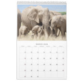 Calendrier Amboseli Trust pour le baby-boom des éléphants (Mar 2026)