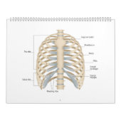 Calendrier Anatomie thoracique humaine (Protection)