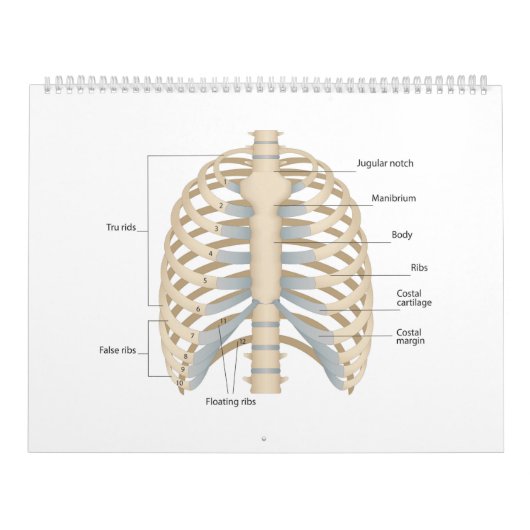 Calendrier Anatomie thoracique humaine (Protection)