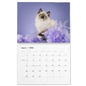 Calendrier Angelic Ragdoll Cats (Mar 2026)