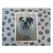 Calendrier anglais de bouledogue ! (Protection)