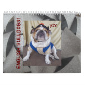 Calendrier anglais de bouledogues et de chiots ! (Protection)
