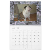 Calendrier anglais de bouledogues et de chiots ! (Mar 2027)