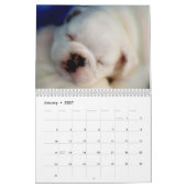 Calendrier anglais des chiots 2011 de bouledogue (Jan 2027)