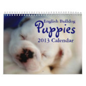 Calendrier anglais des chiots 2013 de bouledogue (Protection)