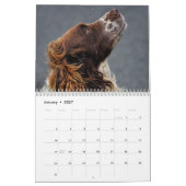 Calendrier Anglais Springer Spaniel (Jan 2027)