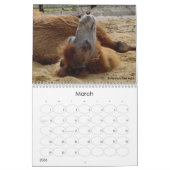 Calendrier animal 2008 (Mar 2026)