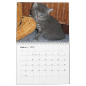 Calendrier Animal Cute Kitten Chat Peace Love Destinée (Feb 2027)