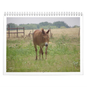 Calendrier Animaux Calander