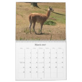 Calendrier Animaux Étonnants (Mar 2027)