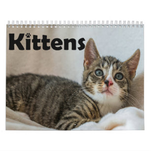 Calendrier annuel de photos de chatons animaux de
