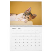 Calendrier annuel de photos de chatons animaux de (Jan 2027)