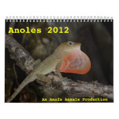 Calendrier Anoles 2012 (Protection)