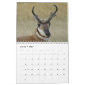 Calendrier Antilope d'Amérique C11 (Jan 2027)
