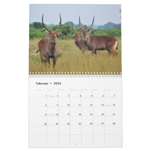 Calendrier Antilopes (Feb 2026)
